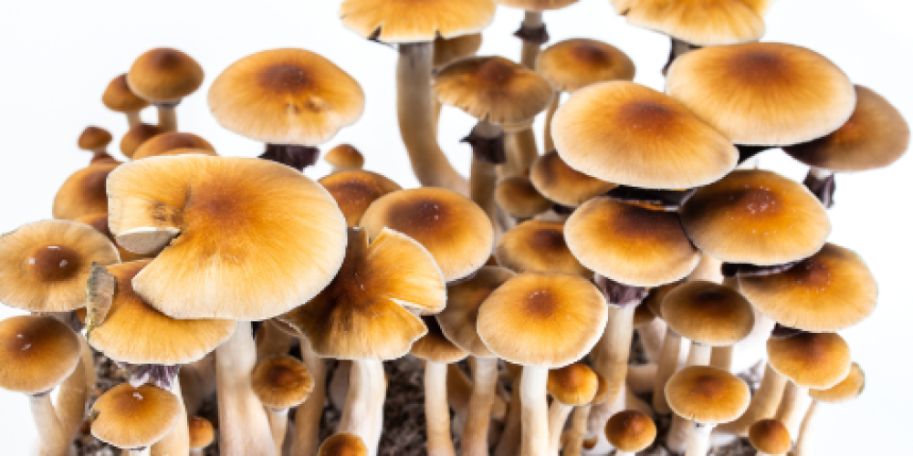 Buy Shrooms in DC: Where to Find Authentic Products